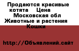 Продаются красивые котята. › Цена ­ 500 - Московская обл. Животные и растения » Кошки   